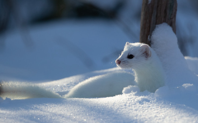 White animal snow tree fence free wallpaper for desktop - medium preview image