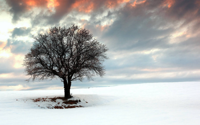 Lone tree snowy field cloudy free wallpaper for desktop - medium preview image