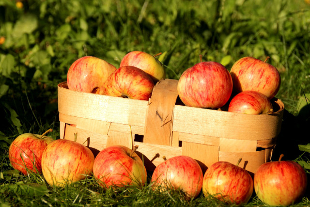 Wooden basket red apples green free wallpaper for desktop - medium preview image