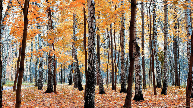 Autumn forest leaves orange burn free wallpaper for desktop - medium preview image