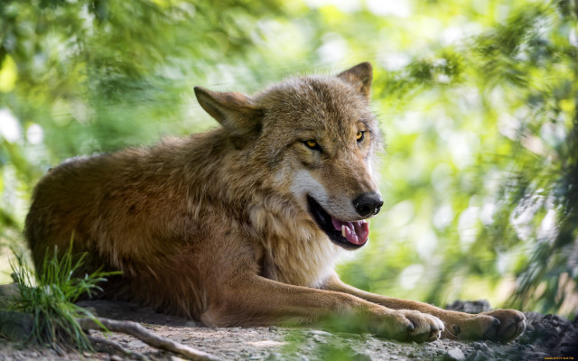 Wolf shade tree laying open free wallpaper for desktop - medium preview image