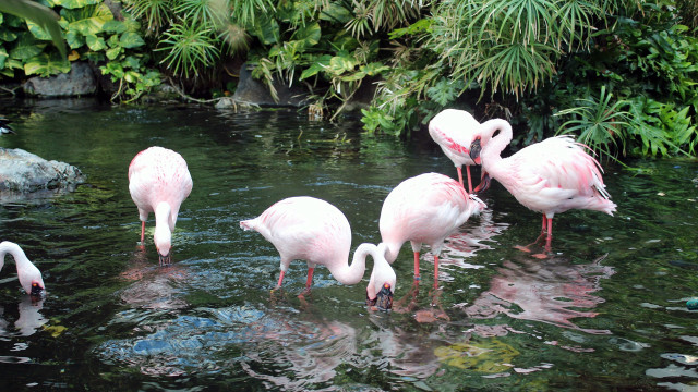 Flamingos pond plants rocks nature free wallpaper for desktop - medium preview image