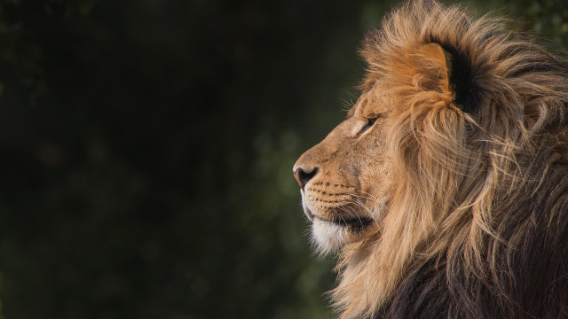 Lion mane serious black background free wallpaper for desktop - medium preview image