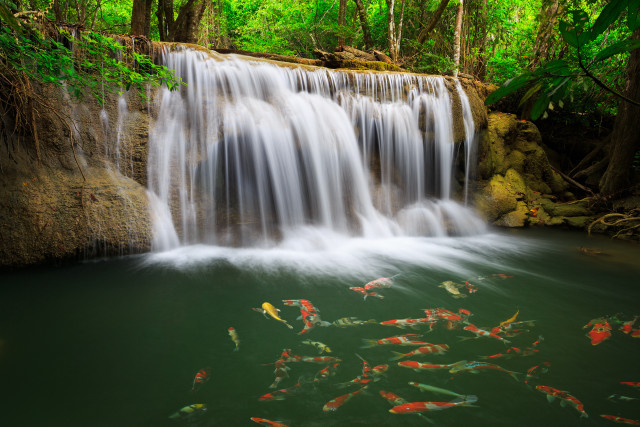 Waterfall fish swimming trees background free wallpaper for desktop - medium preview image