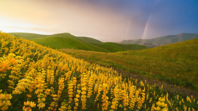 Yellow flower field rainbow sunset free wallpaper for desktop - medium preview image