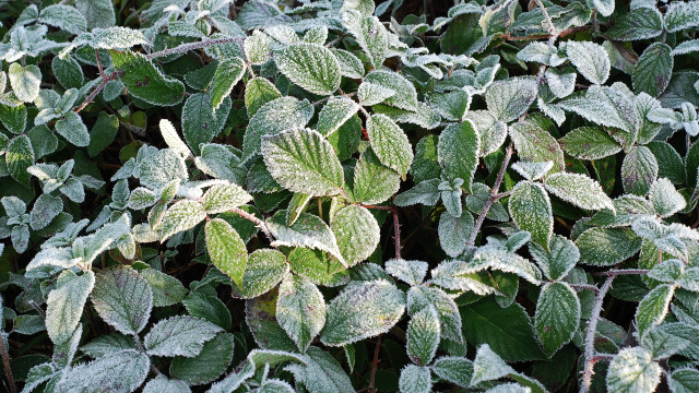 Frosted bush green leaves lotus free wallpaper for desktop - medium preview image
