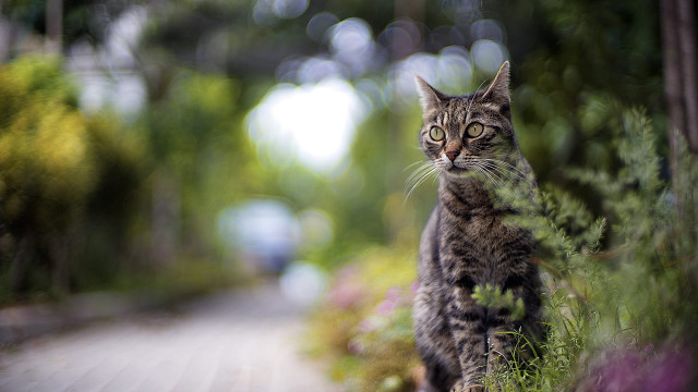 Curious cat woods wooden path free wallpaper for desktop - medium preview image