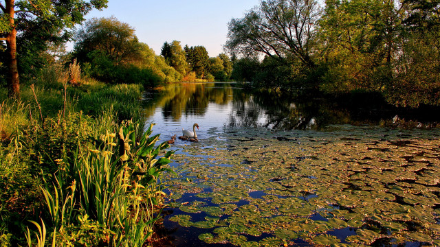 Duck pond autumn impressionist nature free wallpaper for desktop - medium preview image