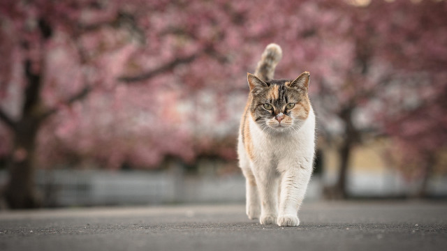 Cat street cherry blossoms motion free wallpaper for desktop - medium preview image