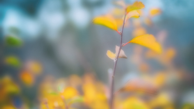 Blurry yellow flower autumn bokeh free wallpaper for desktop - medium preview image