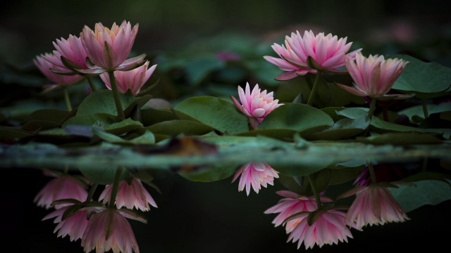 Pink flowers water lilies macro free wallpaper for desktop - medium preview image