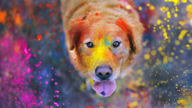Colorful dog yellow nose fire free wallpaper for desktop - medium preview image