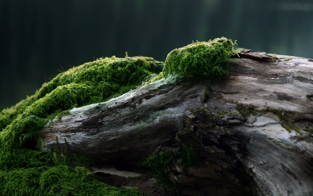 Mossy forest log water cliff free wallpaper for desktop - medium preview image