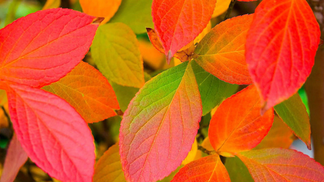 Leaves branch autumn red green free wallpaper for desktop - medium preview image