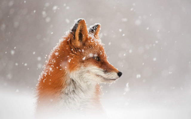 Fox snow furry impressionist photograph free wallpaper for desktop - medium preview image