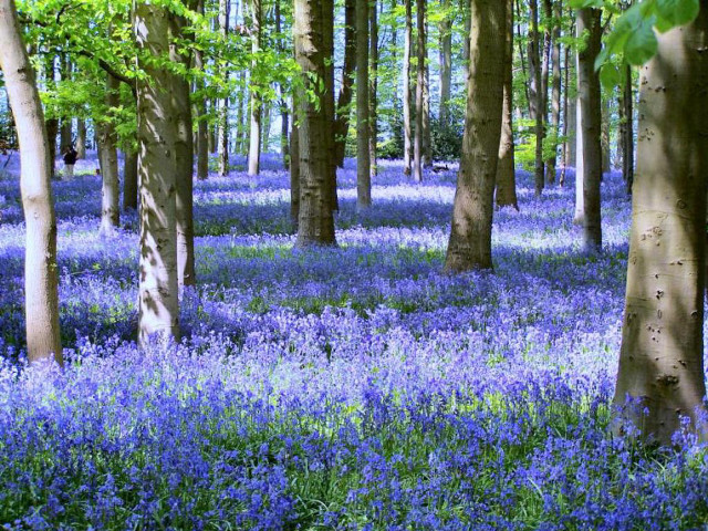 Forest blue flowers trees nature free wallpaper for desktop - medium preview image