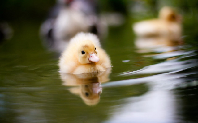 Duckling pond movement blurry background free wallpaper for desktop - medium preview image