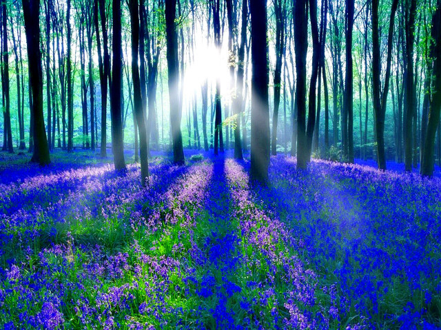 Forest purple flowers sunlight trees #3 free wallpaper for desktop - medium preview image