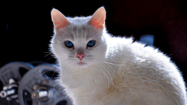 White cat blue eyes table #2 free wallpaper for desktop - medium preview image