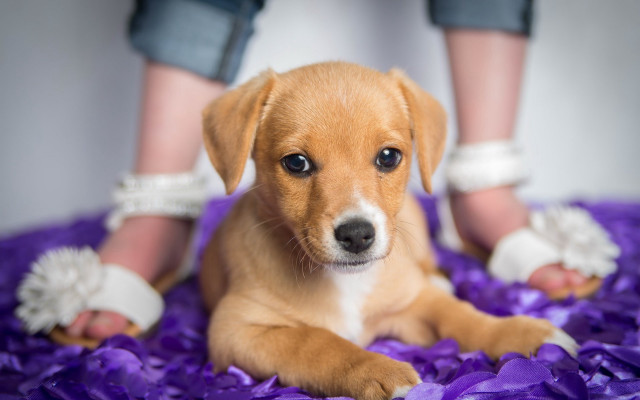 Puppy purple flower bed shiba free wallpaper for desktop - medium preview image