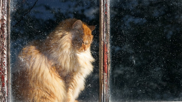 Cat window snow impressionism backlighting free wallpaper for desktop - medium preview image
