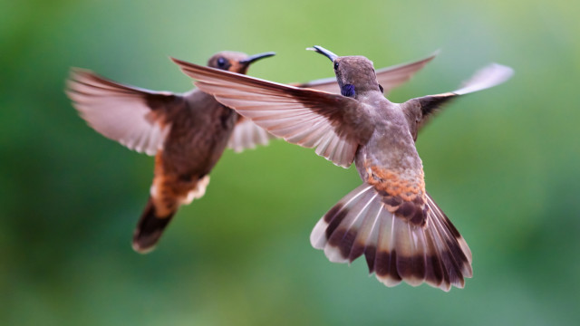 Birds flying wings spread naturalism free wallpaper for desktop - medium preview image