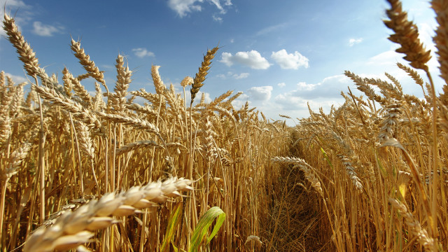 Wheat field blue sky clouds #22 free wallpaper for desktop - medium preview image