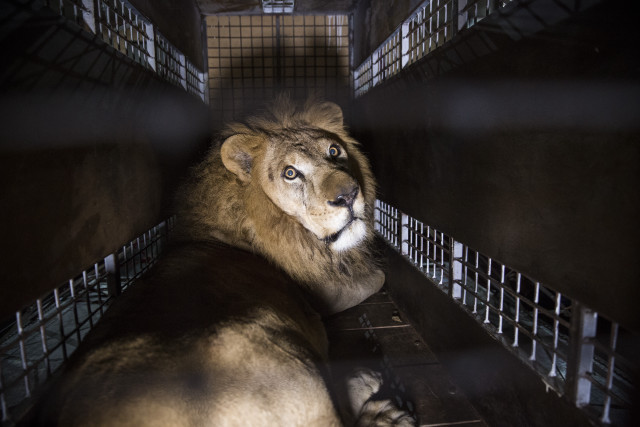 Lion caged figurative award winning free wallpaper for desktop - medium preview image