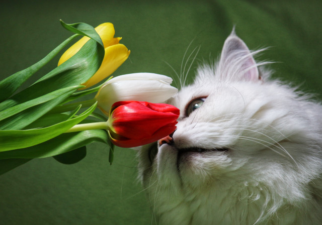 White cat tulips green background free wallpaper for desktop - medium preview image