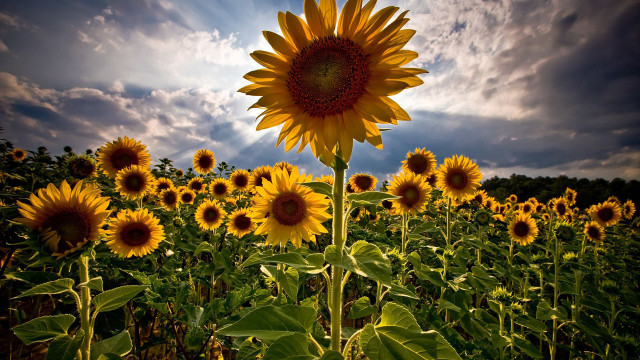 Sunflower field cloudy sky sunset free wallpaper for desktop - medium preview image
