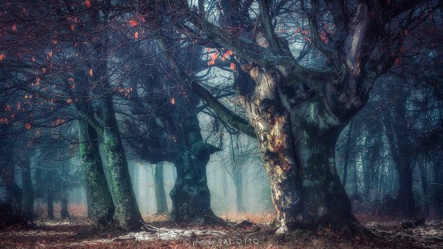 Forest fog redleaves citylights night free wallpaper for desktop - medium preview image