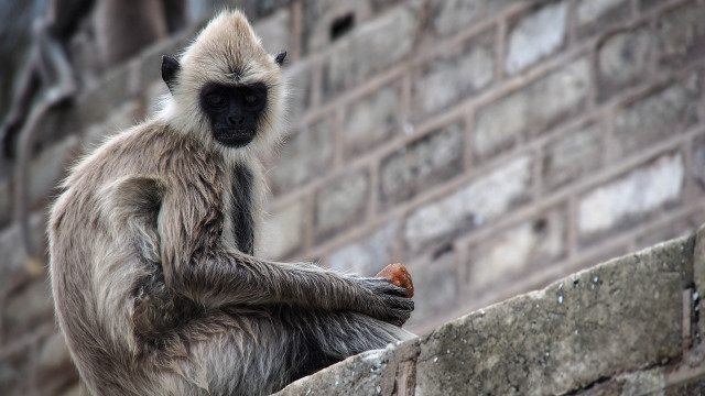 Monkey ledge eating brick wall free wallpaper for desktop - medium preview image