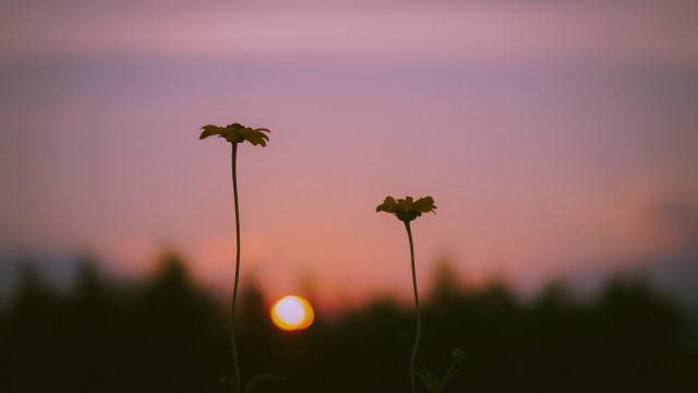 Flowers sunset silhouette blurry scene free wallpaper for desktop - medium preview image