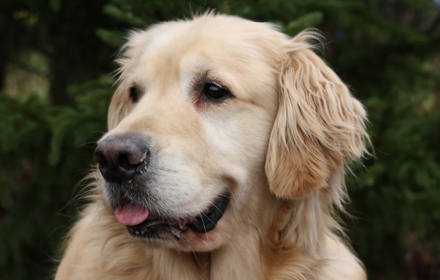 Dog bush forest shiba inu free wallpaper for desktop - medium preview image