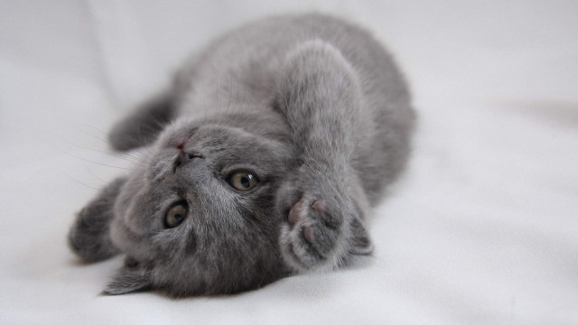 Gray kitten white sheet arabesque free wallpaper for desktop - medium preview image