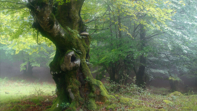 Mossy tree foggy forest jigsaw free wallpaper for desktop - medium preview image