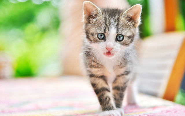 Small kitten on table with free wallpaper for desktop - medium preview image