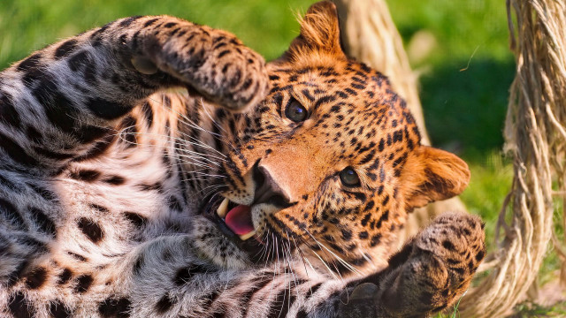 Leopard laying back grass open free wallpaper for desktop - medium preview image