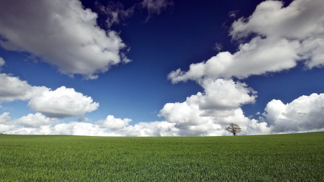 Lone tree green field blue #10 free wallpaper for desktop - medium preview image