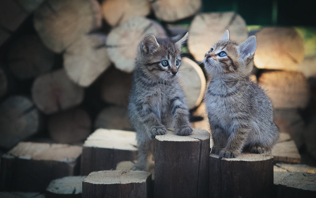 Kittens logs blurry background photorealistic #2 free wallpaper for desktop - medium preview image