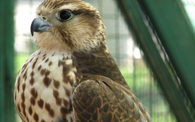 Bird spotted on branch caged free wallpaper for desktop - medium preview image