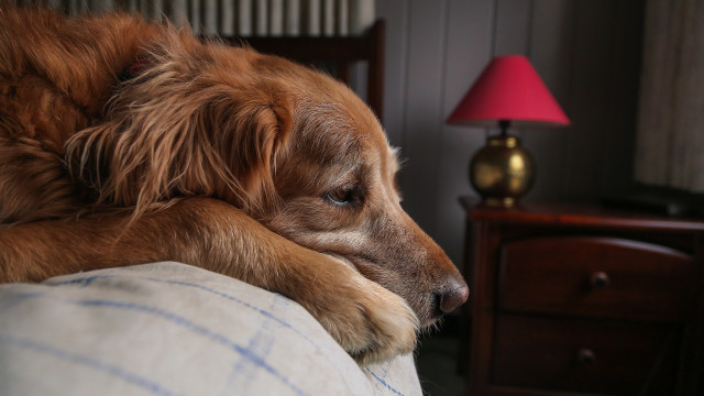 Dog couch pillow lamp dresser free wallpaper for desktop - medium preview image