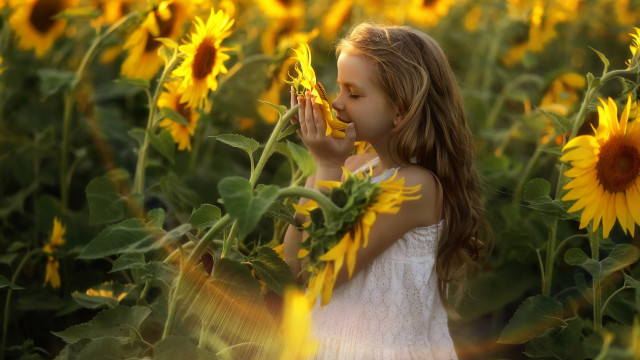 Sunflower girl blowing nose autumn free wallpaper for desktop - medium preview image