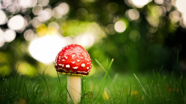 Red mushroom green field forest free wallpaper for desktop - medium preview image