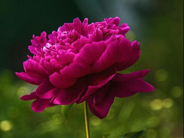 Pink flower green background macro #3 free wallpaper for desktop - medium preview image