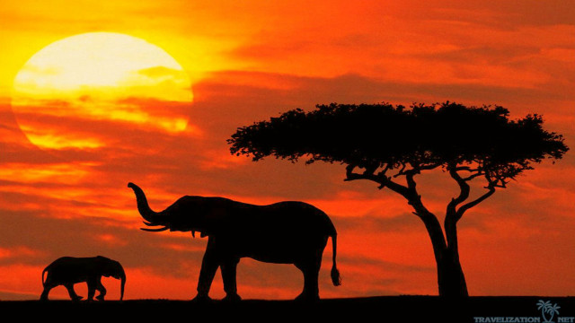 Elephants sunset tree background foreground free wallpaper for desktop - medium preview image