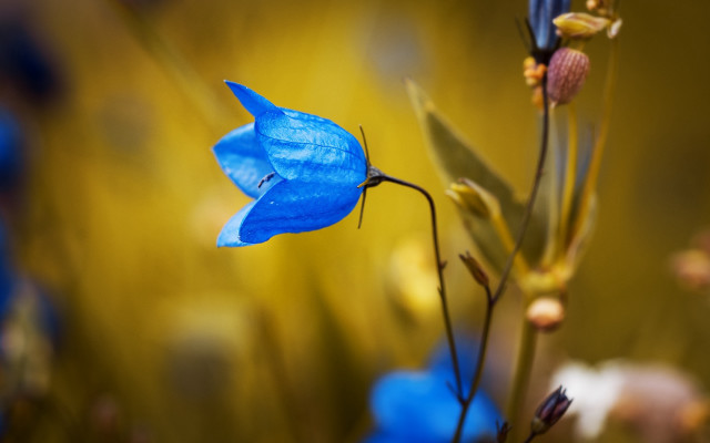 Blue flower yellow background macro free wallpaper for desktop - medium preview image