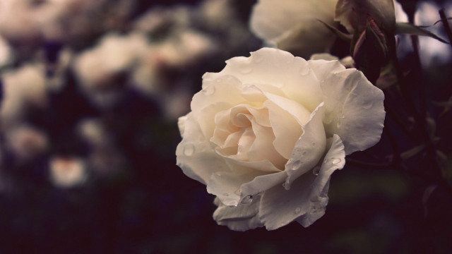 White rose water droplets blurry free wallpaper for desktop - medium preview image