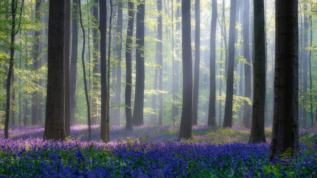 Forest purple flowers fog trees free wallpaper for desktop - medium preview image