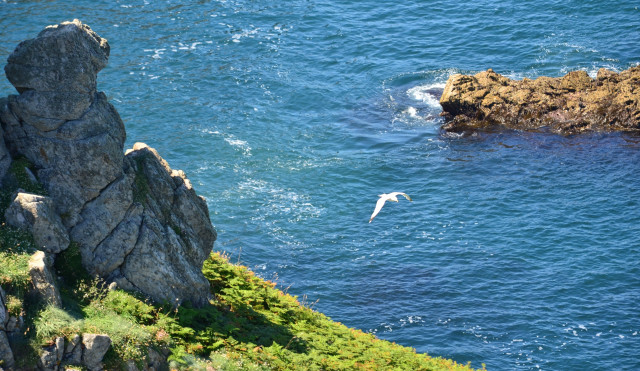Bird ocean cliff water impressionist free wallpaper for desktop - medium preview image